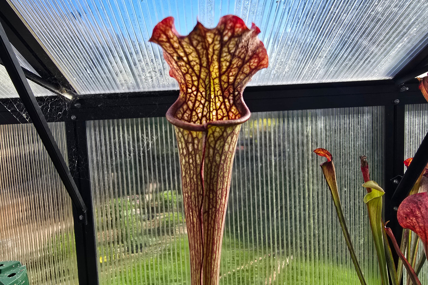 Sarracenia 'Readii' - American Pitcher Plant