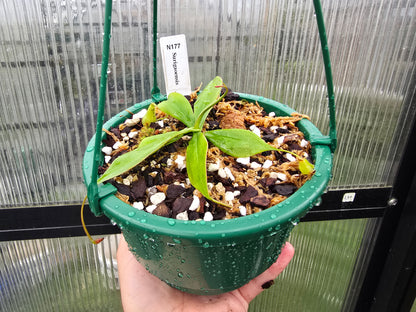 Nepenthes surigaoensis - Lowland Tropical Pitcher Plant