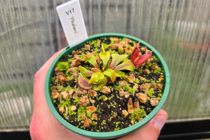 Dionaea muscipula 'Phalanx’ - Venus Fly Trap