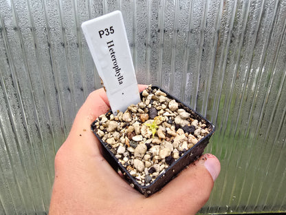 Pinguicula heterophylla - Mexican Butterwort