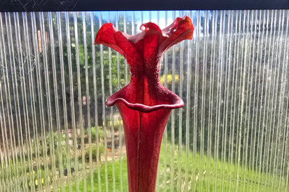 Sarracenia 'Moorei' "Timothy King" x flava var. atropurpurea "Don Schnell" - American Pitcher Plant