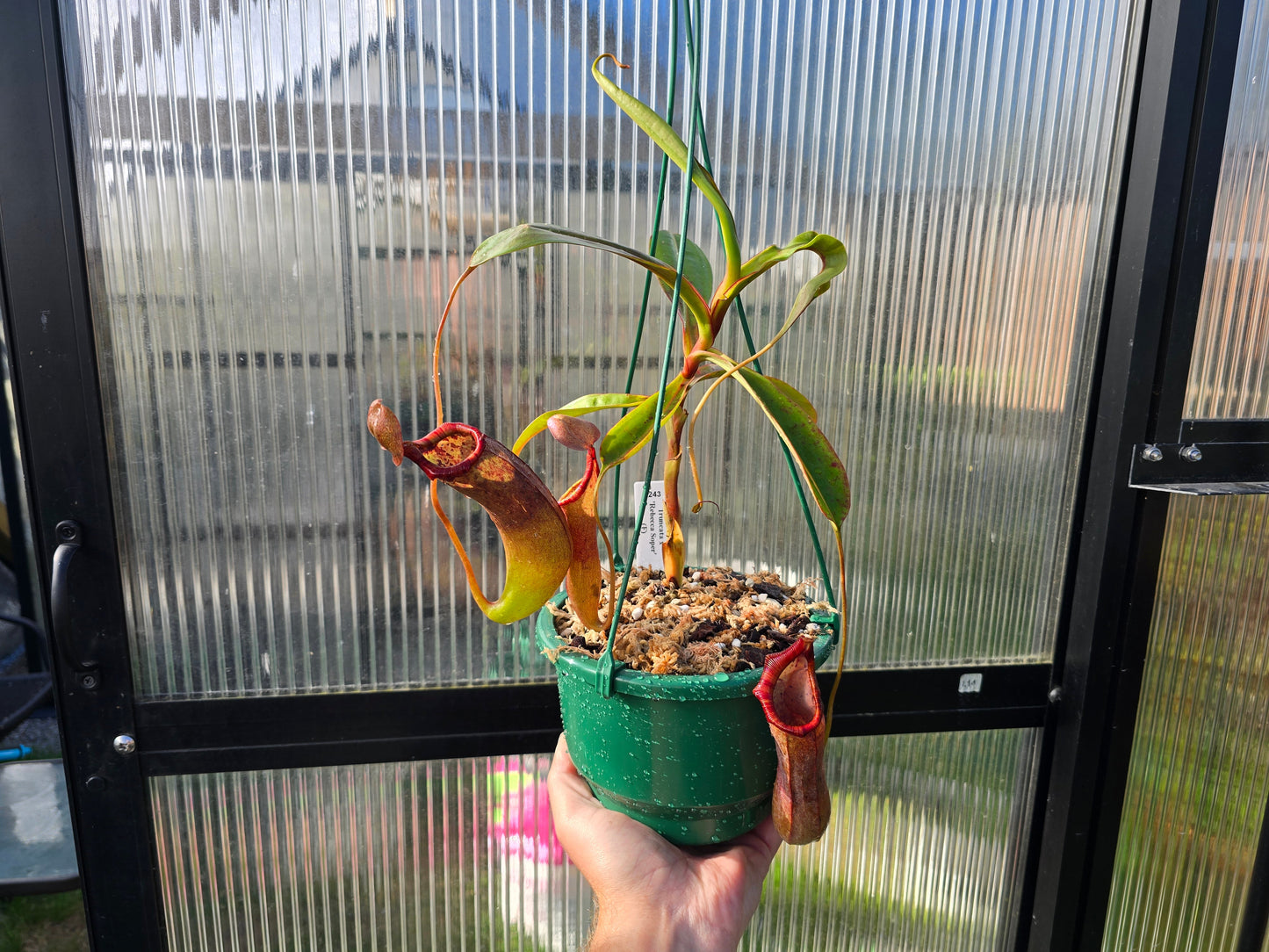 Nepenthes maxima - 'Green Form' x tobaica - Intermediate Tropical Pitcher Plant