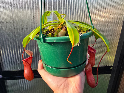 Nepenthes ventricosa - Red Form - Highland Tropical Pitcher Plant