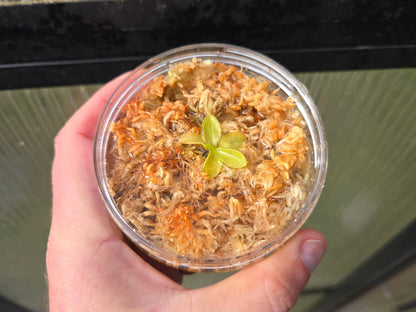Pinguicula primuliflora - Warm Temperate Primrose Butterwort