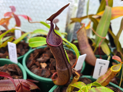 Nepenthes sanguinea 'Dark Form' - Intermediate Tropical Pitcher Plant