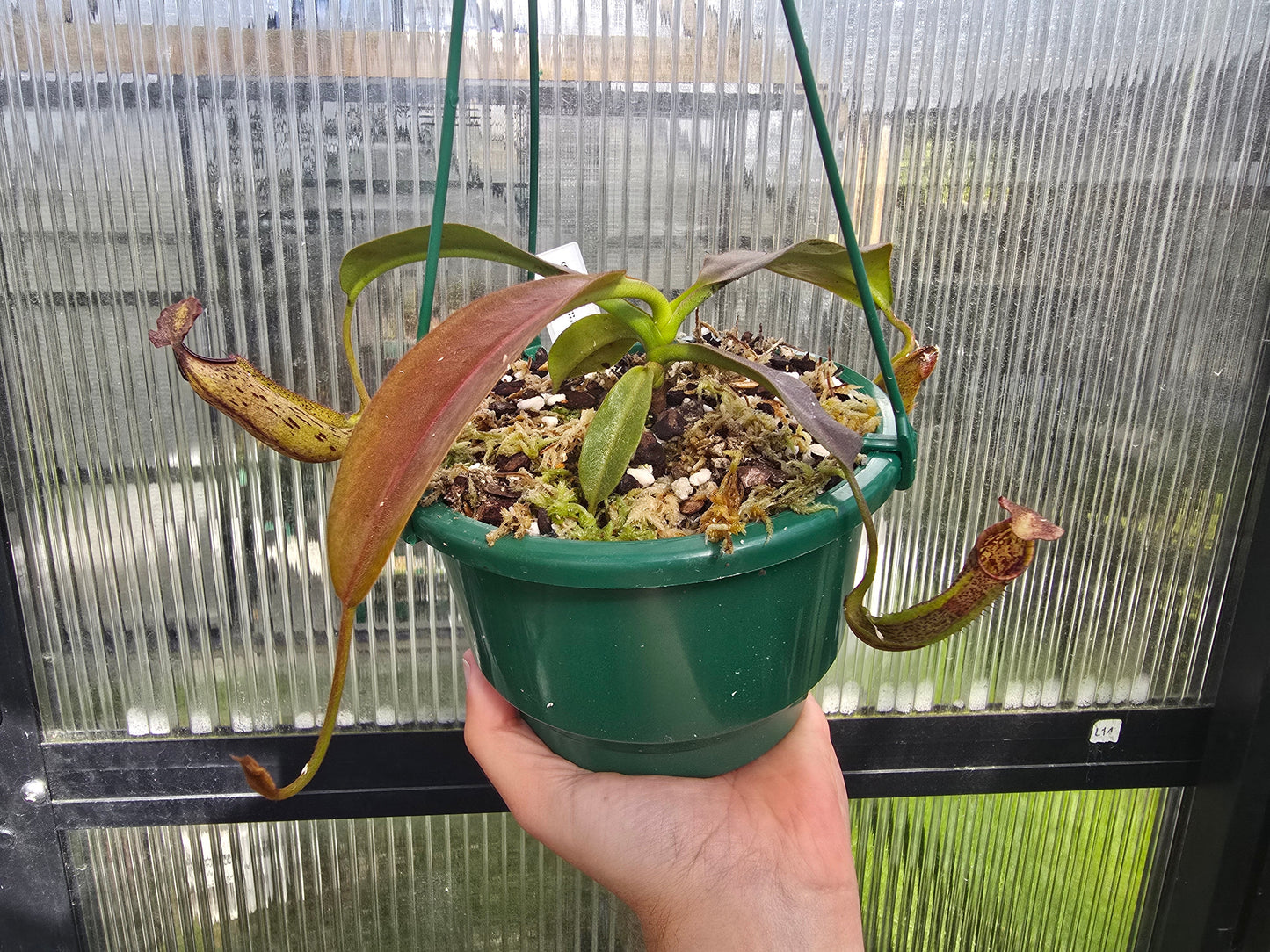 Nepenthes maxima - Intermediate Tropical Pitcher Plant