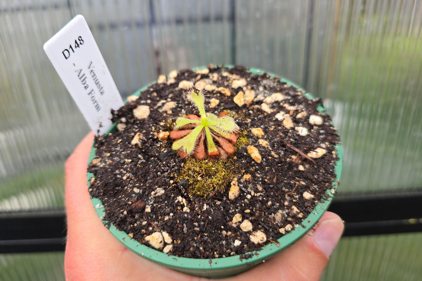 Drosera venusta - Alba Form - The Elegant Sundew