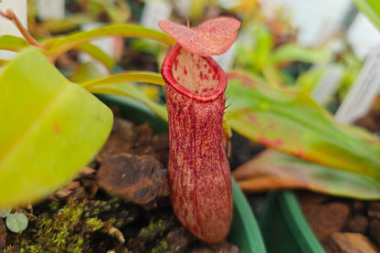 Nepenthes andamana - Lowland Tropical Pitcher Plant