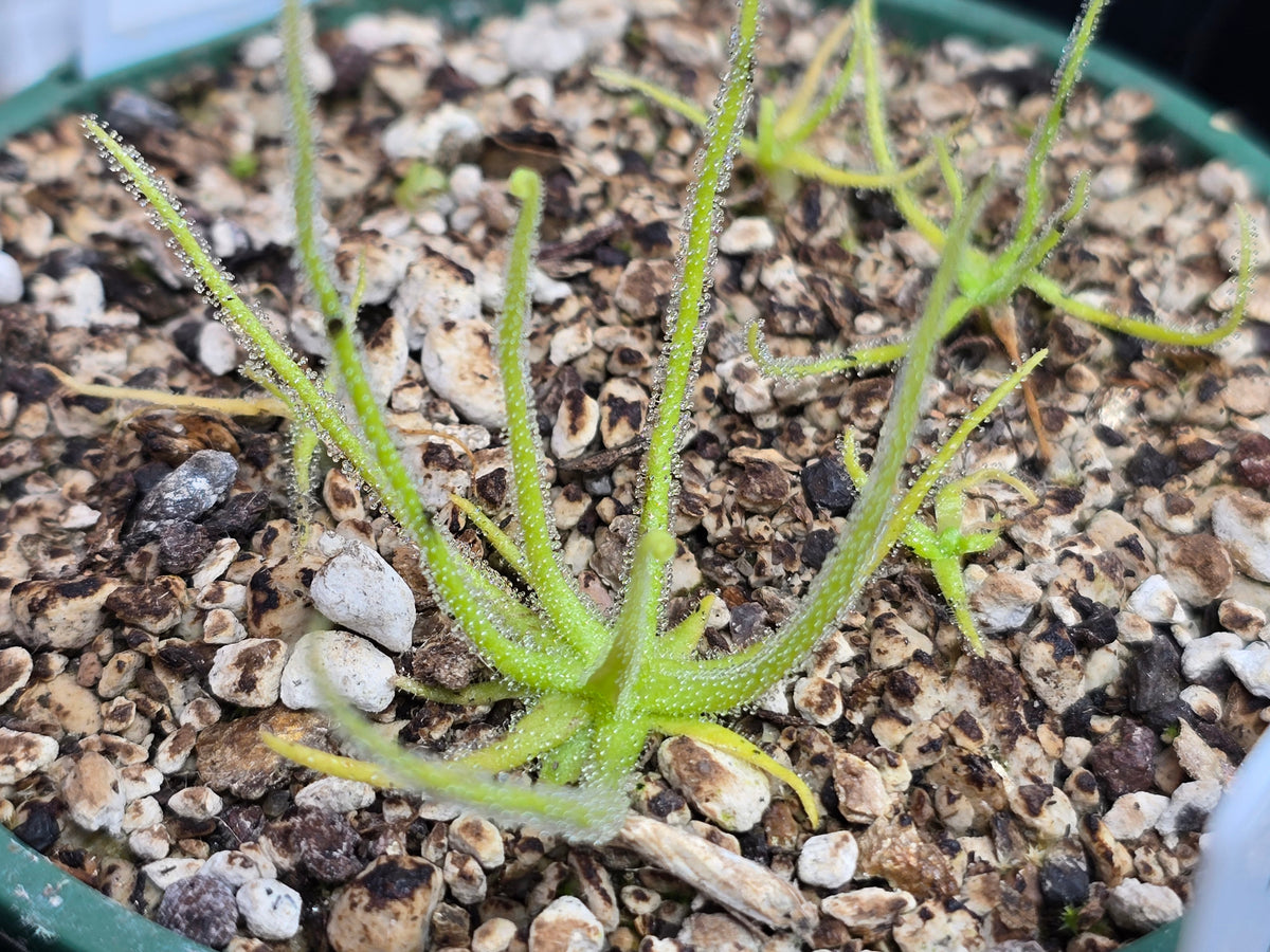 Pinguicula heterophylla - Mexican Butterwort