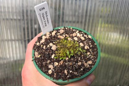 Utricularia dichotoma - Alpine Form (Queenstown, NZ) - Terrestrial Fairy Aprons Bladderwort