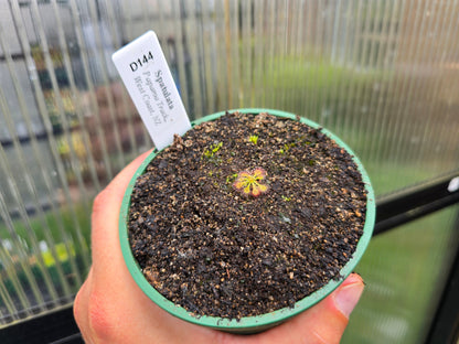 Drosera spatulata (Paparoa Track, West Coast, NZ) -  Spatula Sundew