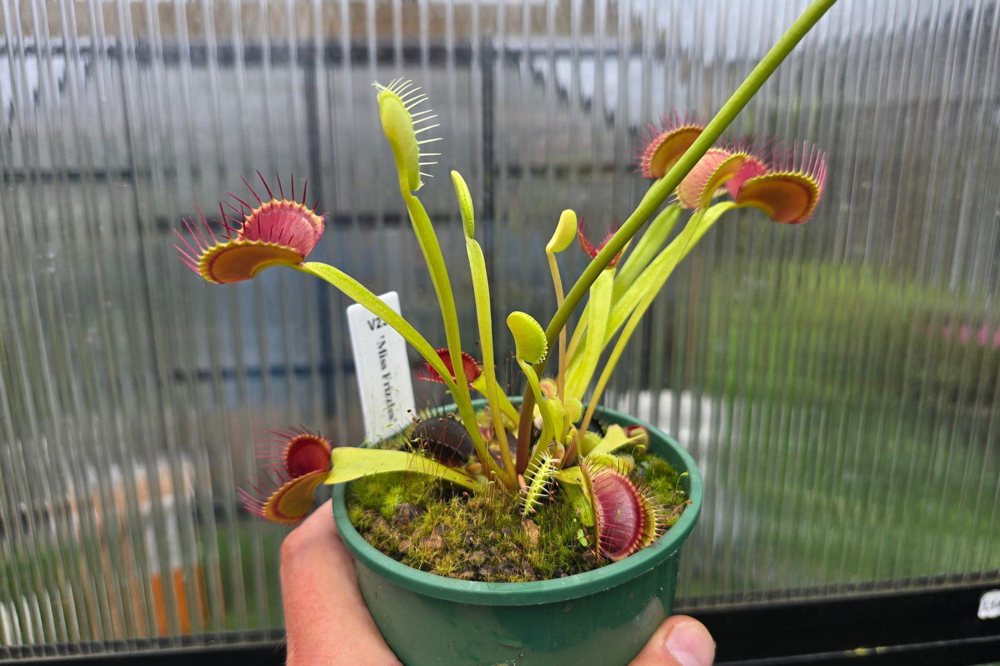 Dionaea muscipula 'Miss Frizzles' - Venus Fly Trap