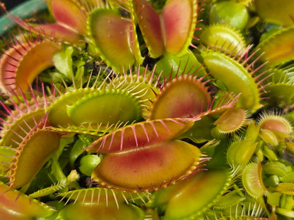 Dionaea muscipula 'SD Kronos' - Venus Fly Trap