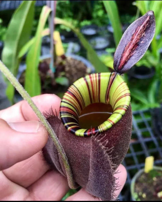 Nepenthes ampullaria 'Black Miracle' - Lowland Tropical Pitcher Plant