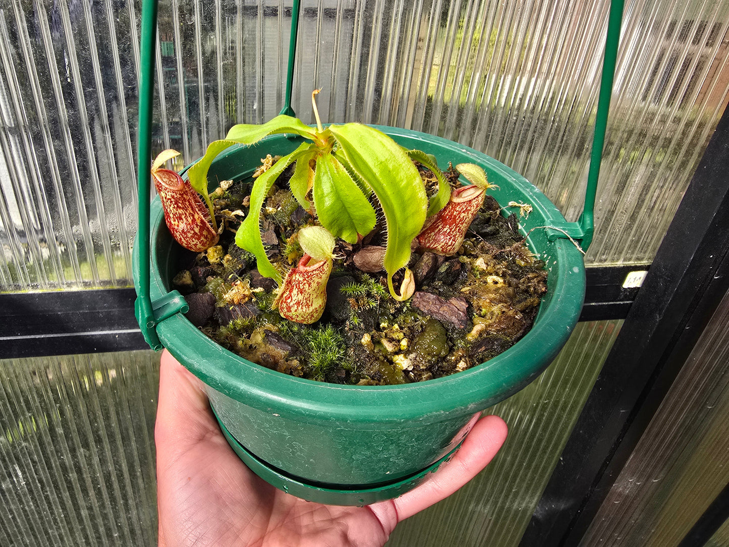 Nepenthes Lowland Assorted Hybrids - Lowland Tropical Pitcher Plant
