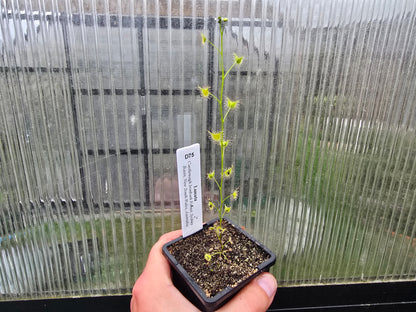 Drosera lunata (Castlereagh Ironbark Forest Sydney Basin, New South Wales, Australia) - Tuberous Sundew