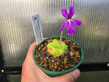 Pinguicula moranensis 'Huahuapan' - Mexican Butterwort