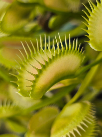 Dionaea muscipula 'Ghost' - Venus Fly Trap