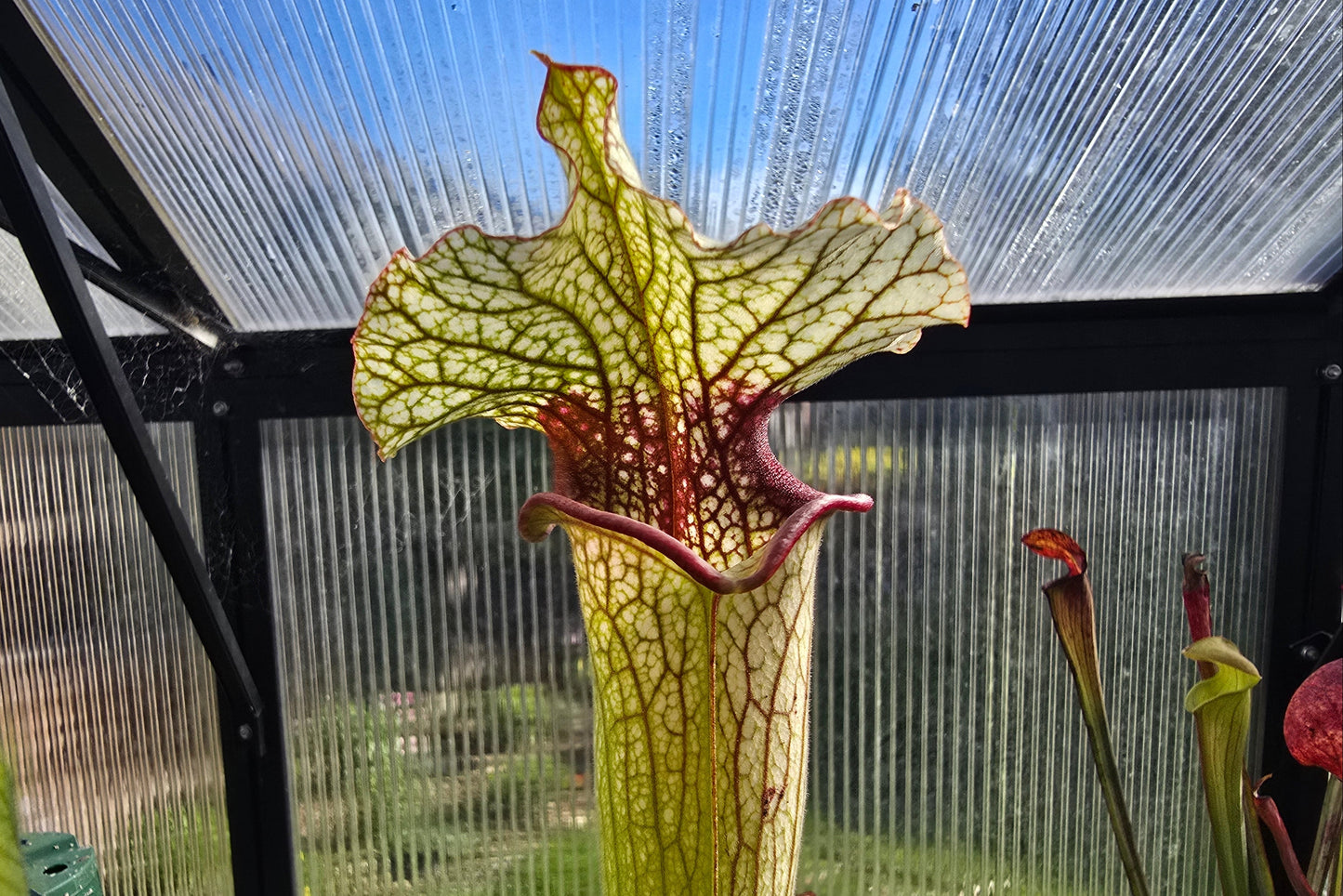 Sarracenia (oreophila 005MK x 'Moorei' cv. 'Wilkerson White Knight') x 'Lamsatyricon' - American Pitcher Plant