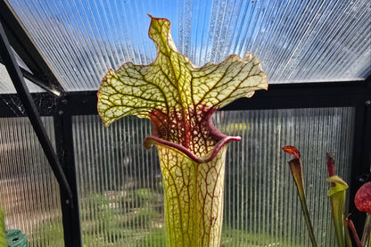 Sarracenia (oreophila 005MK x 'Moorei' cv. 'Wilkerson White Knight') x 'Lamsatyricon' - American Pitcher Plant