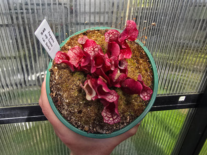 Sarracenia purpurea ssp. venosa var. burkeii - Purple Pitcher Plant