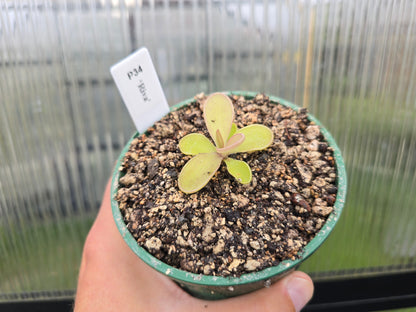 Pinguicula 'Riva' - Mexican Butterwort