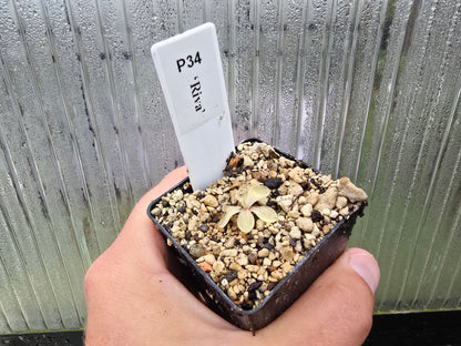 Pinguicula 'Riva' - Mexican Butterwort