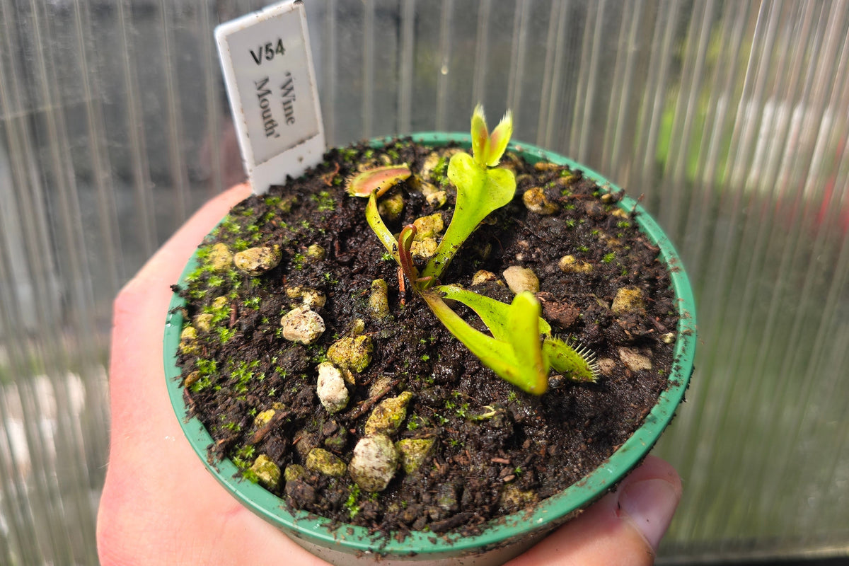 Dionaea muscipula 'Wine Mouth' - Venus Fly Trap
