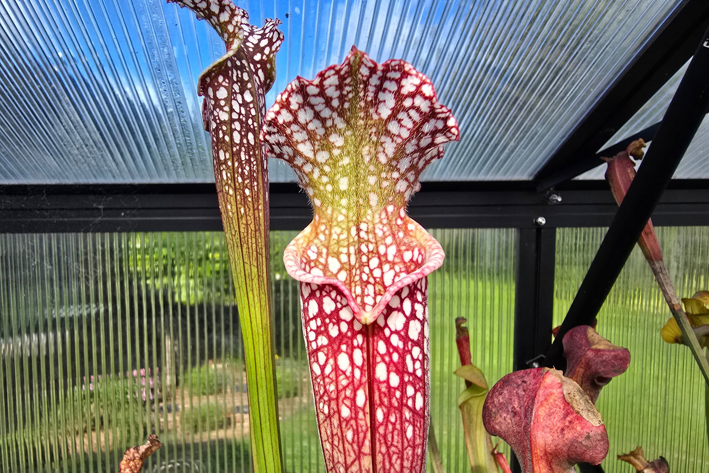 SEED - Sarracenia leucophylla var. leucophylla (Baldwin County, Alabama, USA) - White Pitcher Plant - 10+ Per Packet