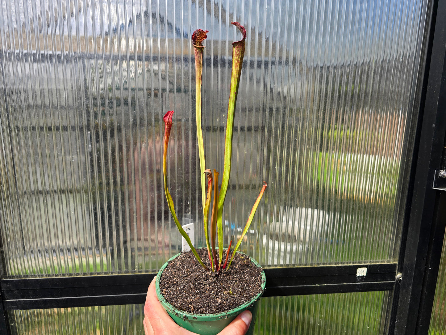 Sarracenia 'Readii' - American Pitcher Plant