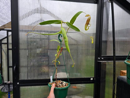 Nepenthes sanguinea - Intermediate Tropical Pitcher Plant