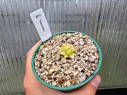 Pinguicula 'Marciano' - Mexican Butterwort