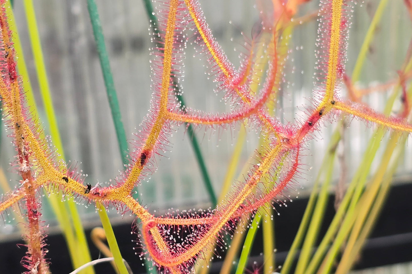 Drosera binata var. multifida - Giant Forked Sundew