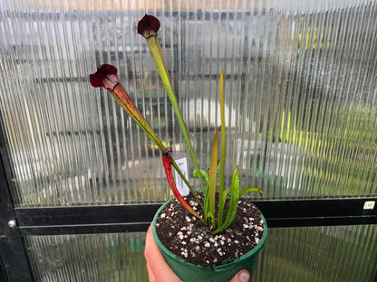 Sarracenia alata var. nigropurpurea (Desoto, Michigan, USA) - American Pitcher Plant