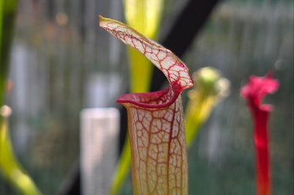 Sarracenia (oreophila 005MK x 'Moorei' cv. 'Wilkerson White Knight') x 'Lamsatyricon' - American Pitcher Plant