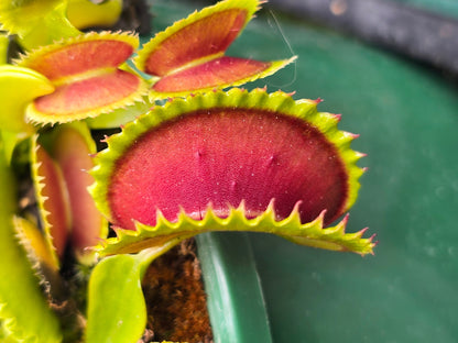 Dionaea muscipula 'Dracula' - Venus Fly Trap