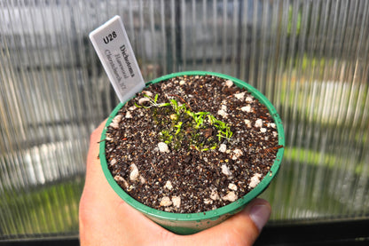 Utricularia dichotoma (Harewood, Christchurch, NZ) - Terrestrial Fairy Aprons Bladderwort
