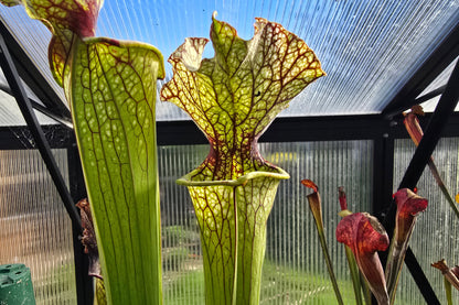 Sarracenia 'Moorei' - cv. 'Ngaire Gray' - Moore's American Pitcher Plant
