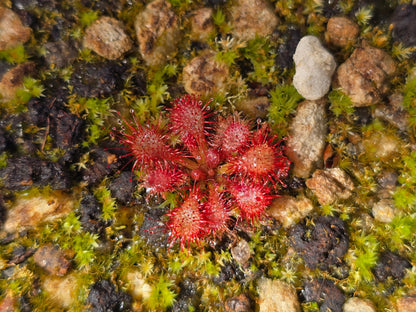 Drosera oblanceolata - Temperate Sundew