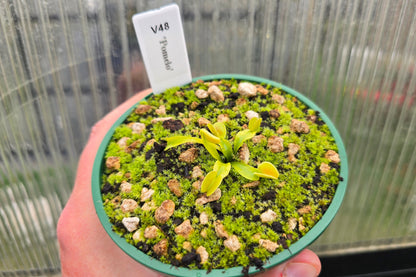 Dionaea muscipula 'Pomelo' - Venus Fly Trap