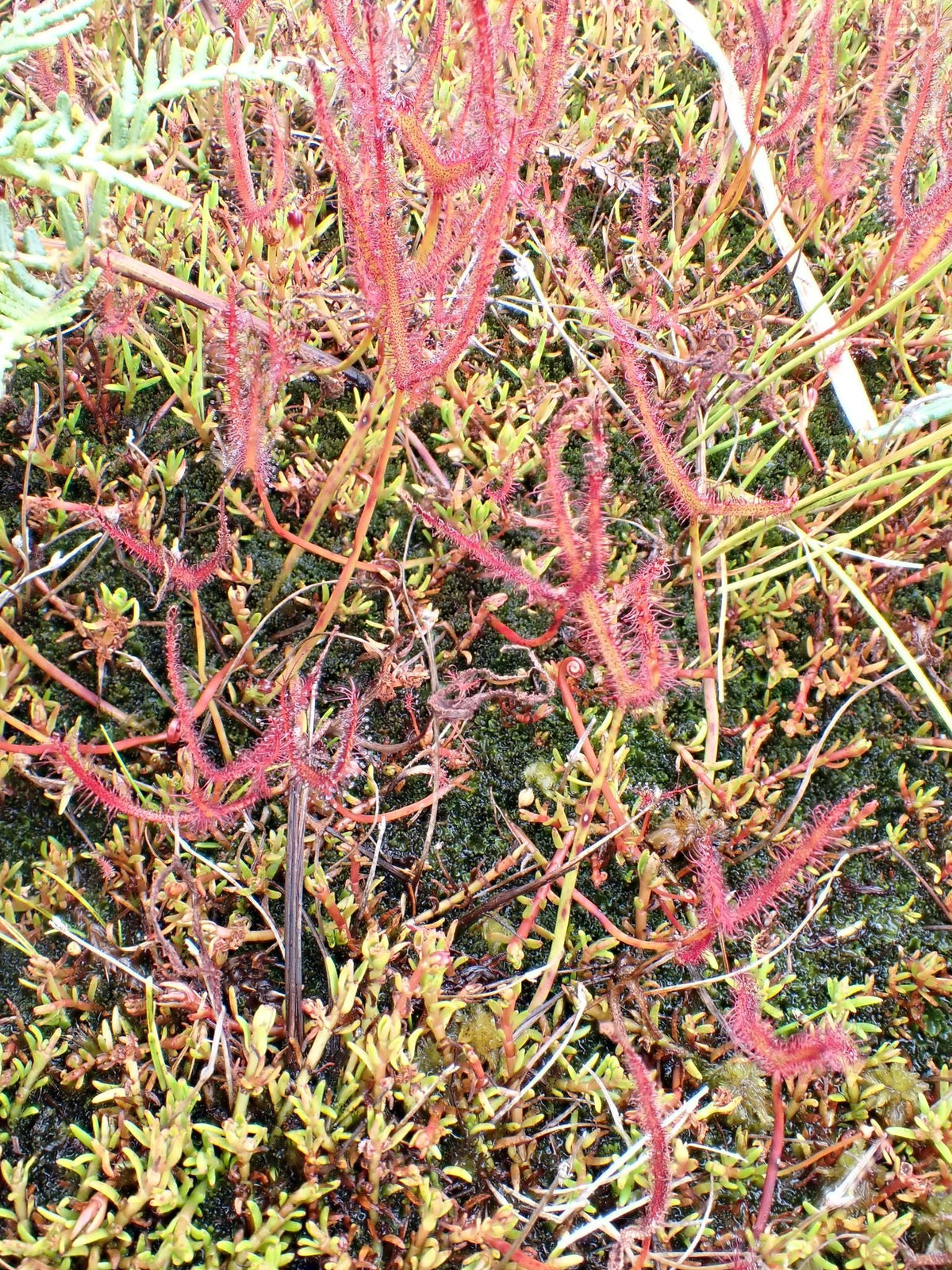 Drosera binata (Chatham Island, NZ) - Forked Sundew