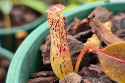 Nepenthes burbidgeae x fusca  - Intermediate Tropical Pitcher Plant