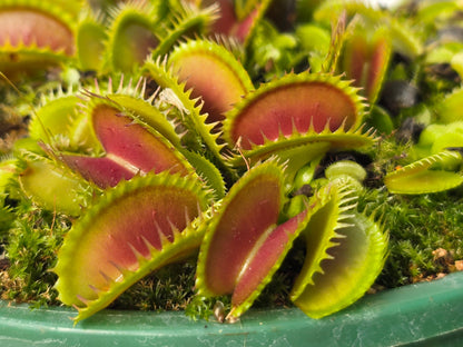 Dionaea muscipula 'Big Dracula' - Venus Fly Trap