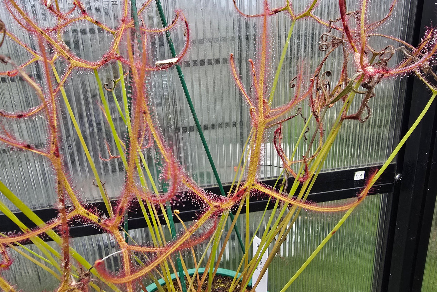 Drosera binata var. multifida - Giant Forked Sundew