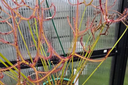 Drosera binata var. multifida - Giant Forked Sundew