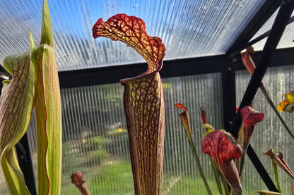 Sarracenia 'Readii' - American Pitcher Plant