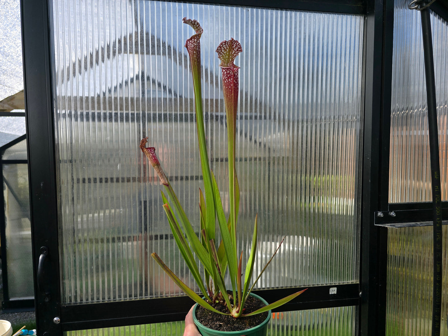 SEED - Sarracenia leucophylla var. leucophylla (Baldwin County, Alabama, USA) - White Pitcher Plant - 10+ Per Packet