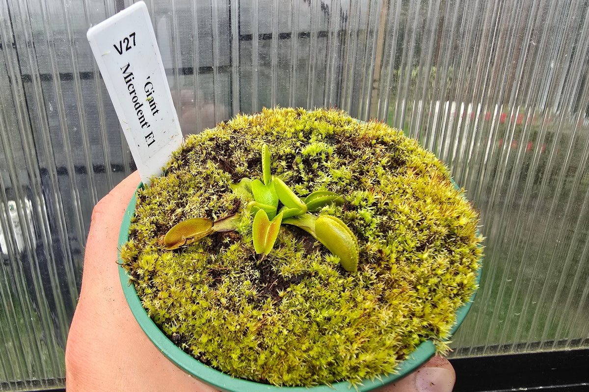 Dionaea muscipula 'Giant Microdent' F1 - Venus Fly Trap