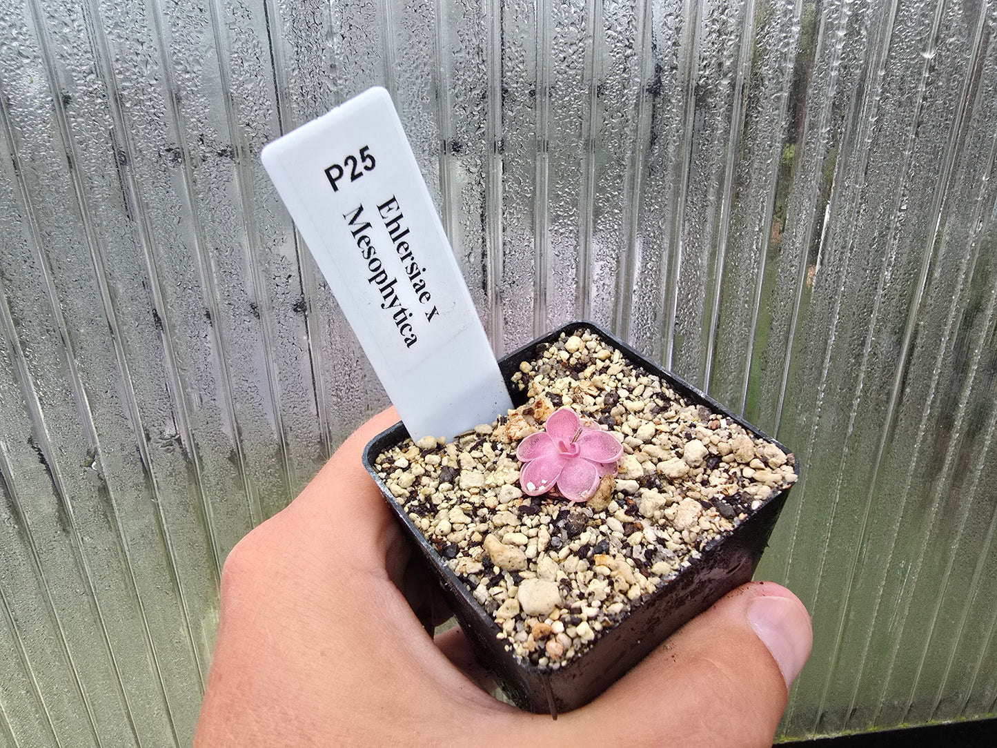 Pinguicula ehlersiae x mesophytica - Mexican Butterwort