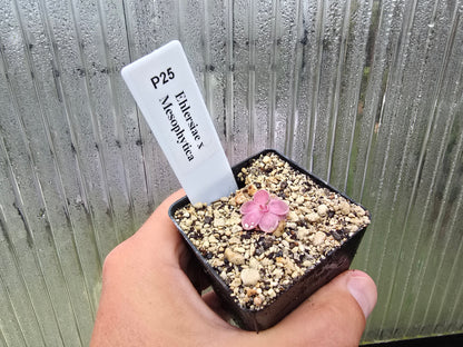 Pinguicula ehlersiae x mesophytica - Mexican Butterwort
